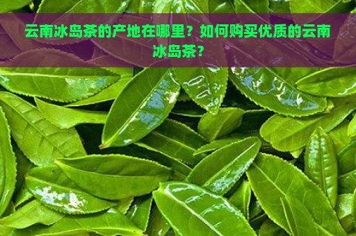 云南冰岛茶的产地在哪里？如何购买优质的云南冰岛茶？