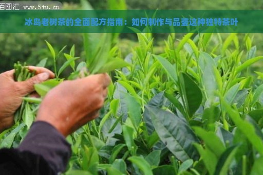 冰岛老树茶的全面配方指南：如何制作与品鉴这种独特茶叶