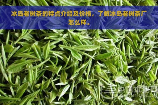 冰岛老树茶的特点介绍及价格，了解冰岛老树茶厂怎么样。