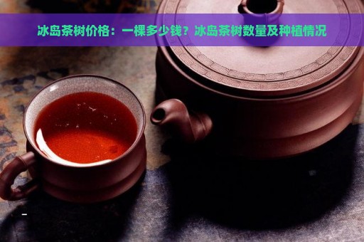 冰岛茶树价格：一棵多少钱？冰岛茶树数量及种植情况