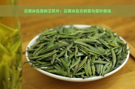 云南冰岛茶树王照片：云南冰岛古树茶与茶叶精选