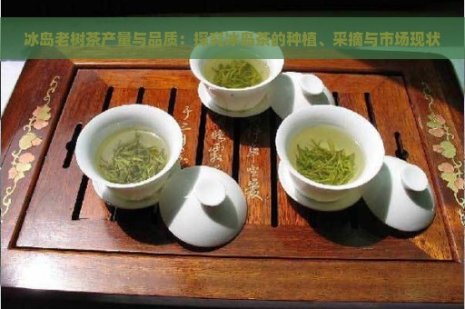 冰岛老树茶产量与品质：探究冰岛茶的种植、采摘与市场现状