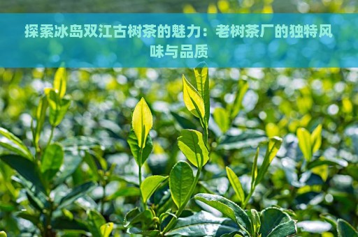 探索冰岛双江古树茶的魅力：老树茶厂的独特风味与品质