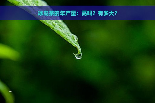 冰岛茶的年产量：高吗？有多大？