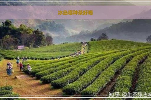 冰岛哪种茶好喝