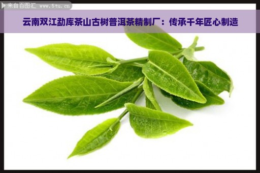 云南双江勐库茶山古树普洱茶精制厂：传承千年匠心制造