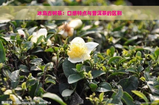 冰岛古树茶：口感特点与普洱茶的区别