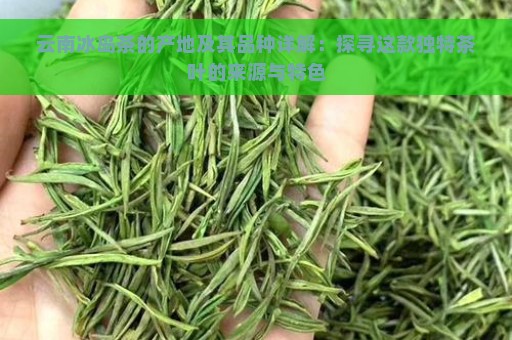 云南冰岛茶的产地及其品种详解：探寻这款独特茶叶的来源与特色