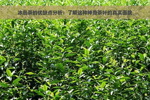 冰岛茶的优缺点分析：了解这种神奇茶叶的真实面貌