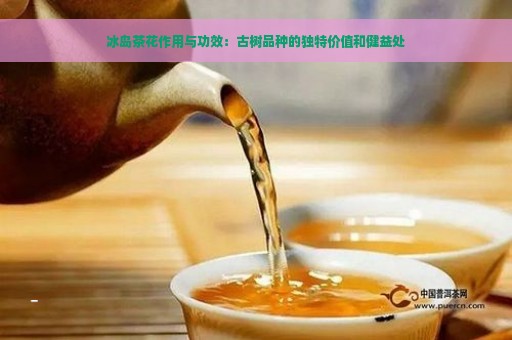 冰岛茶花作用与功效：古树品种的独特价值和健益处