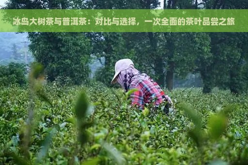 冰岛大树茶与普洱茶：对比与选择，一次全面的茶叶品尝之旅