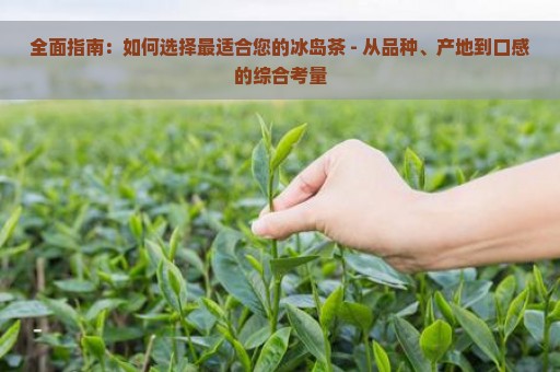 全面指南：如何选择最适合您的冰岛茶 - 从品种、产地到口感的综合考量