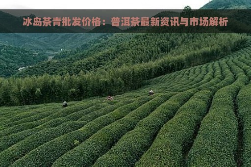 冰岛茶青批发价格：普洱茶最新资讯与市场解析