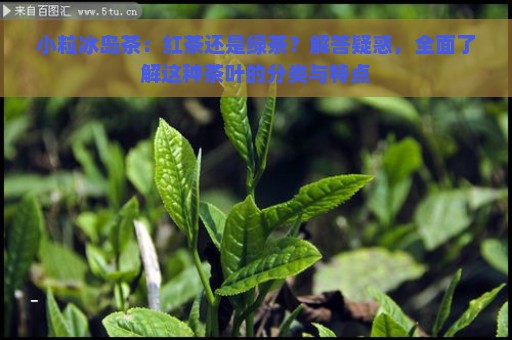 小粒冰岛茶：红茶还是绿茶？解答疑惑，全面了解这种茶叶的分类与特点