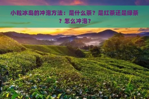 小粒冰岛的冲泡方法：是什么茶？是红茶还是绿茶？怎么冲泡？