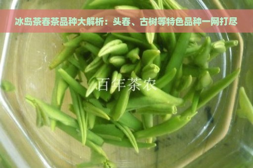 冰岛茶春茶品种大解析：头春、古树等特色品种一网打尽