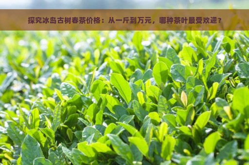 探究冰岛古树春茶价格：从一斤到万元，哪种茶叶最受欢迎？