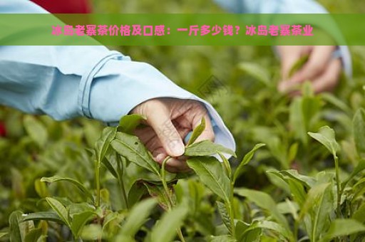 冰岛老寨茶价格及口感：一斤多少钱？冰岛老寨茶业