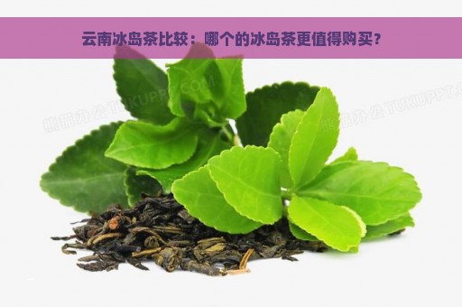 云南冰岛茶比较：哪个的冰岛茶更值得购买？