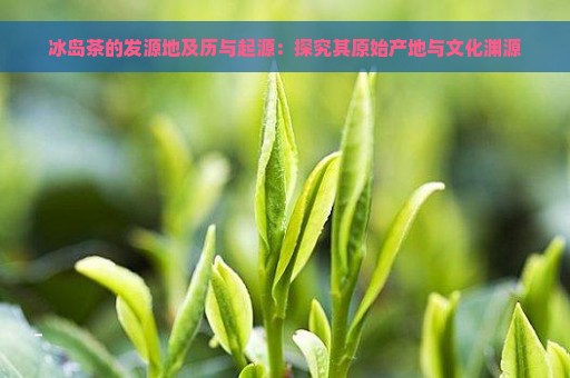 冰岛茶的发源地及历与起源：探究其原始产地与文化渊源