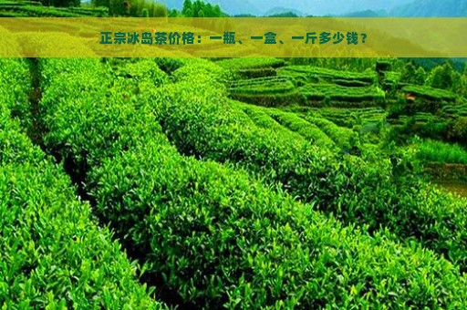 正宗冰岛茶价格：一瓶、一盒、一斤多少钱？