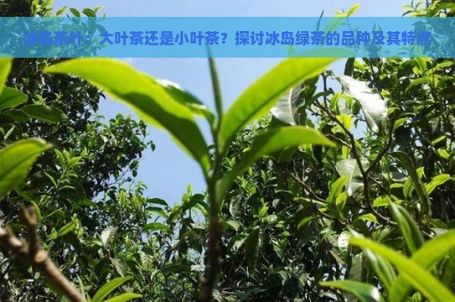 冰岛茶叶：大叶茶还是小叶茶？探讨冰岛绿茶的品种及其特点