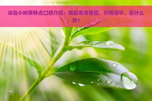 冰岛小树茶特点口感介绍：喝起来清香回，价格适中，是什么茶？