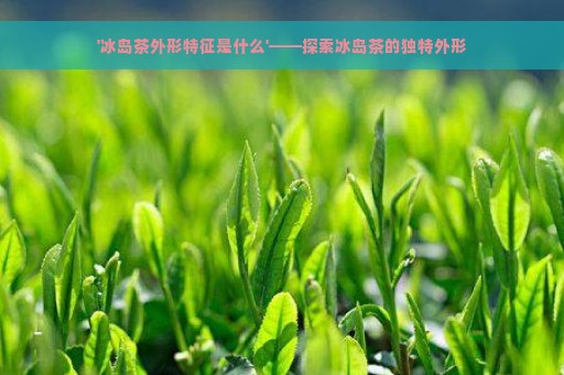 '冰岛茶外形特征是什么'——探索冰岛茶的独特外形