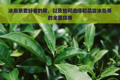 冰岛茶爱好者的称，以及如何选择和品尝冰岛茶的全面指南