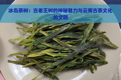 冰岛茶树：古老王树的神秘魅力与云南古茶文化的交融