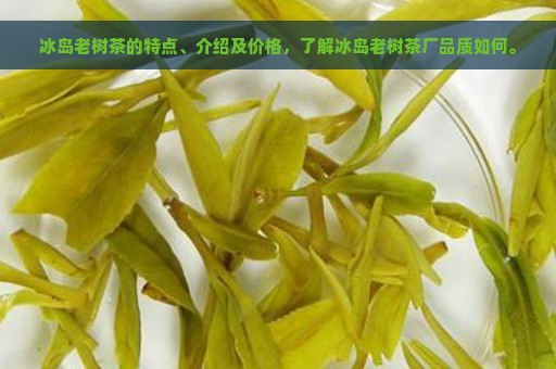 冰岛老树茶的特点、介绍及价格，了解冰岛老树茶厂品质如何。