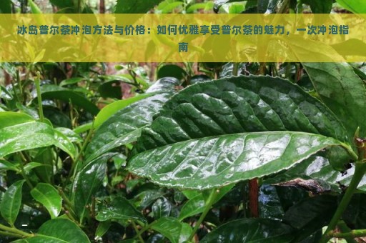 冰岛普尔茶冲泡方法与价格：如何优雅享受普尔茶的魅力，一次冲泡指南