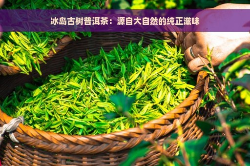 冰岛古树普洱茶：源自大自然的纯正滋味