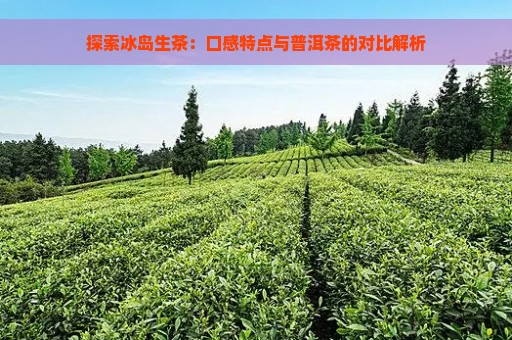 探索冰岛生茶：口感特点与普洱茶的对比解析