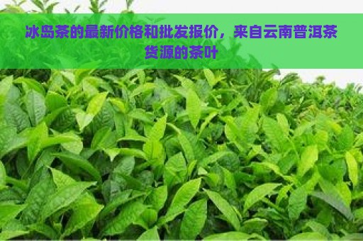 冰岛茶的最新价格和批发报价，来自云南普洱茶货源的茶叶