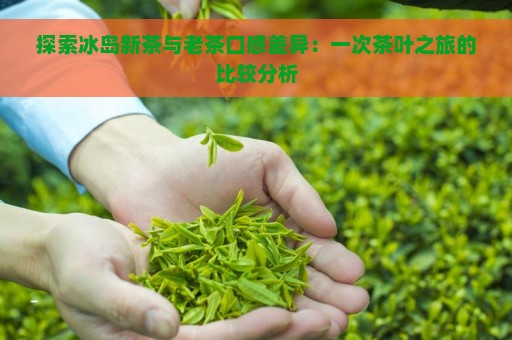 探索冰岛新茶与老茶口感差异：一次茶叶之旅的比较分析