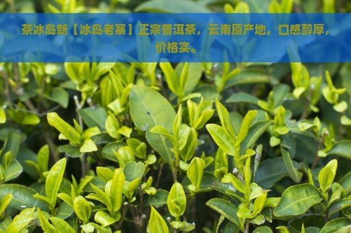 茶冰岛新【冰岛老寨】正宗普洱茶，云南原产地，口感醇厚，价格实。