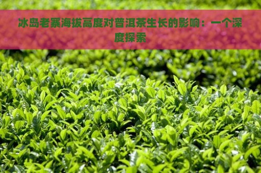 冰岛老寨海拔高度对普洱茶生长的影响：一个深度探索