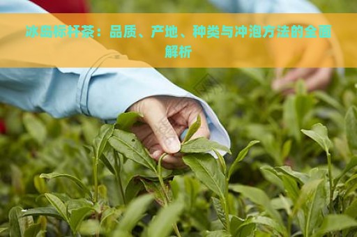 冰岛标杆茶：品质、产地、种类与冲泡方法的全面解析