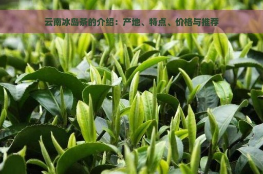 云南冰岛茶的介绍：产地、特点、价格与推荐