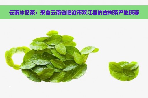 云南冰岛茶：来自云南省临沧市双江县的古树茶产地探秘