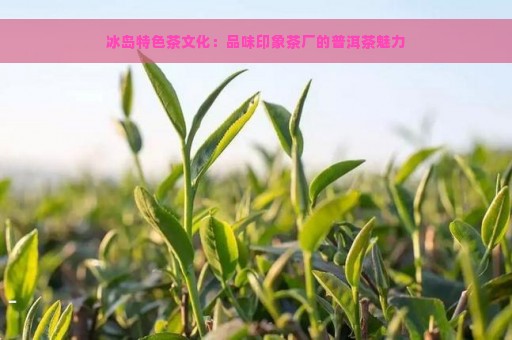 冰岛特色茶文化：品味印象茶厂的普洱茶魅力