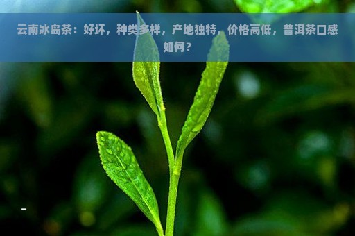 云南冰岛茶：好坏，种类多样，产地独特，价格高低，普洱茶口感如何？