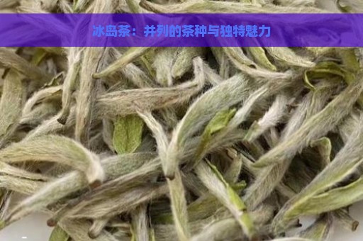 冰岛茶：并列的茶种与独特魅力