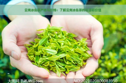 云南冰岛茶产地与价格：了解云南冰岛茶的起源和价值