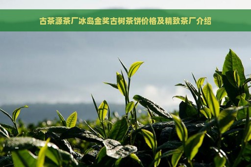 古茶源茶厂冰岛金奖古树茶饼价格及精致茶厂介绍