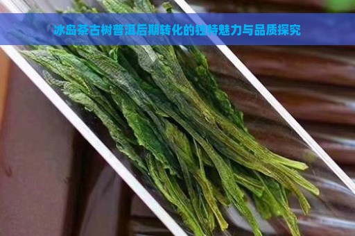 冰岛茶古树普洱后期转化的独特魅力与品质探究