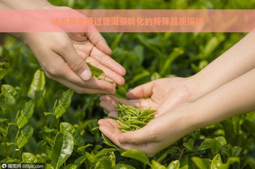 冰岛茶未经过普洱茶转化的特殊品质探讨