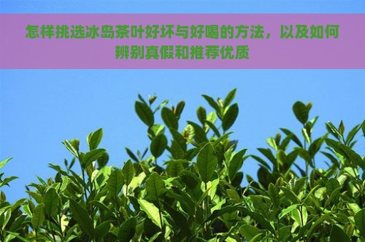 怎样挑选冰岛茶叶好坏与好喝的方法，以及如何辨别真假和推荐优质