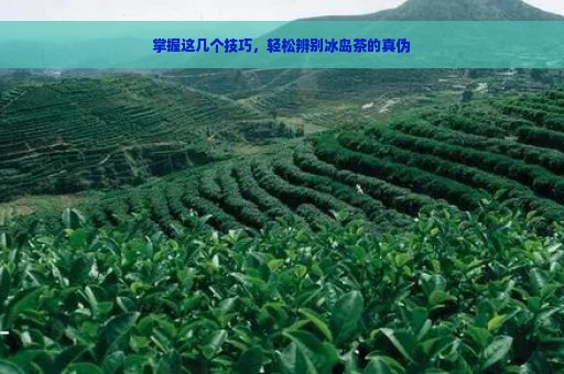 掌握这几个技巧，轻松辨别冰岛茶的真伪